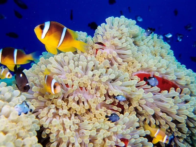 snorkeling port ghalib